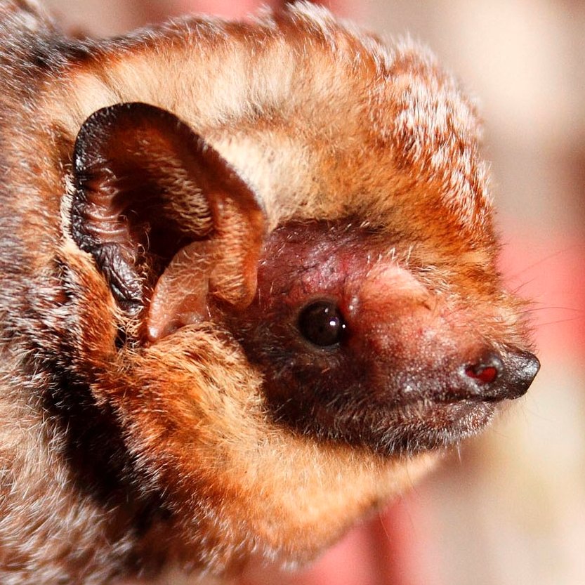 MattiasMachus's tweet photo. Windmills in Oahu endanger numerous bird species as well as the Hawaiian Hoary Bat. Kamala and DNC lackeys wish to eliminate their insectivore predators so they may spread like locusts. https://t.co/Cp7AB9l833