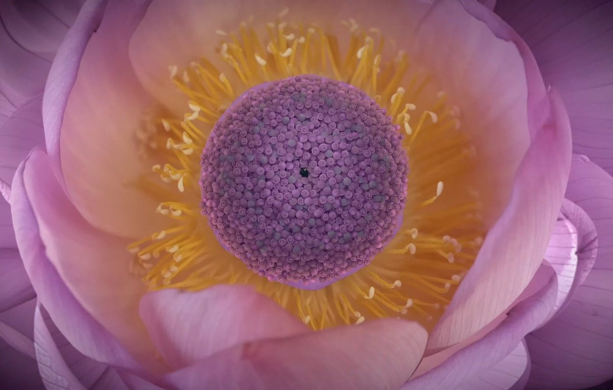 Water lily 💛💜

NEW WOMAN OUT NOW
#LISAxROSALÍA
#LISAxNEWWOMAN