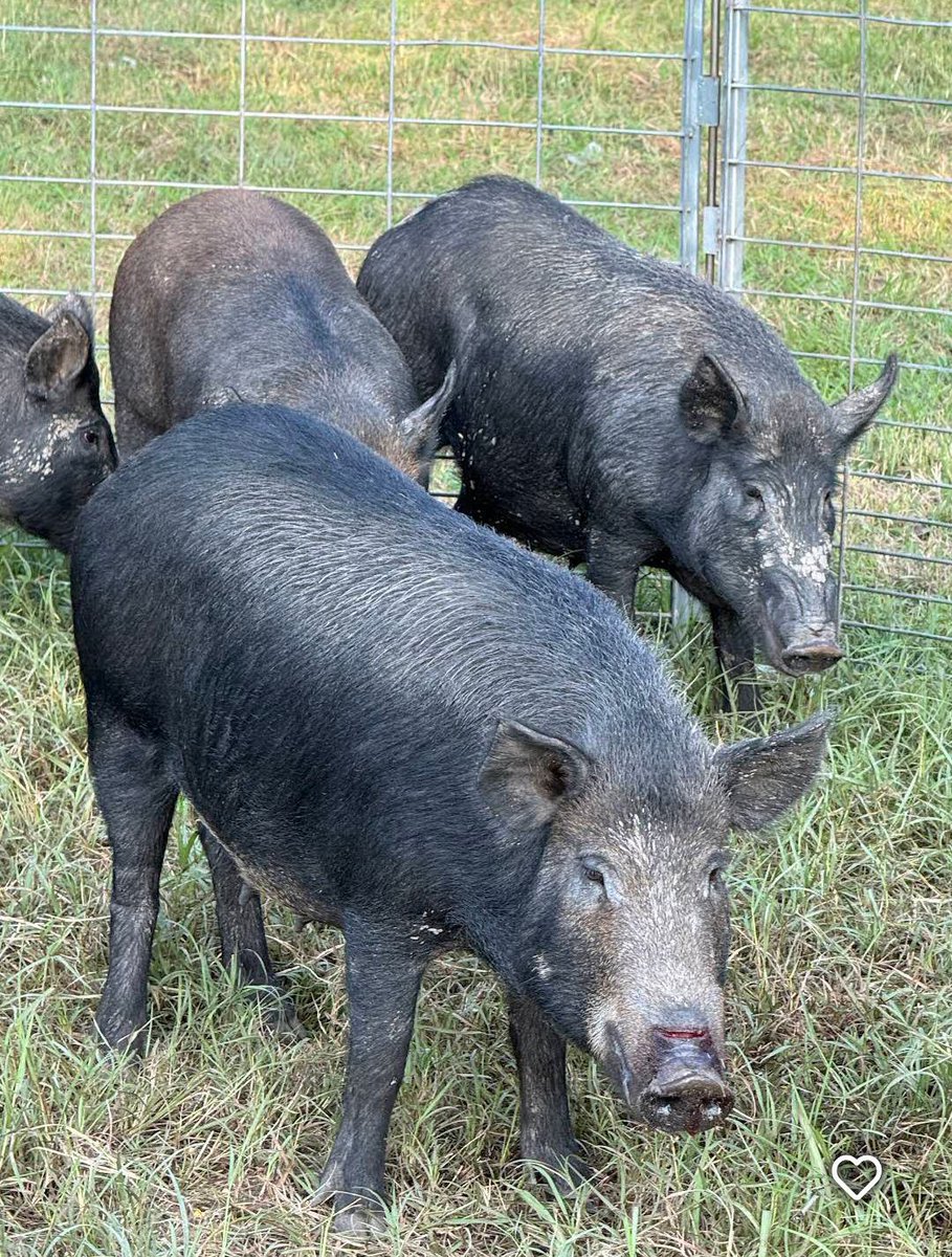 #texas #wildhogs #feral #swine #hunting #trapping