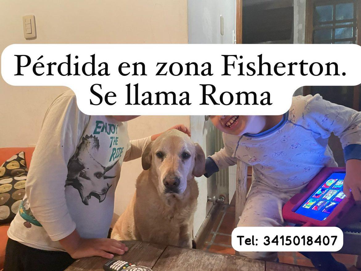 Haz tu magia X
ROMA se perdió en Fisherton si la viste avisa a este número. 
Ya hemos encontrado a muchas.
Gracias por compartir así aparece🙌