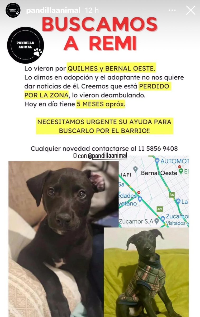 Buscamos a Remi, su adoptante lo largó a la calle en #quilmes #bernaloeste Me ayudás a retenerlo y lo buscamos? 1158569408