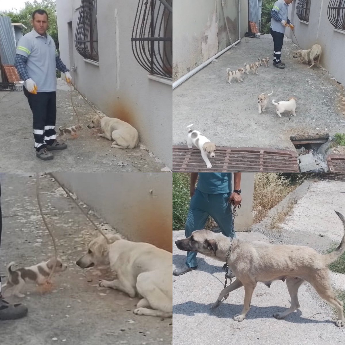 Ne oluyor arkadaş ne bu insanlıktan çıkmışlık, gözü dönmüşlük! 

“Anne barınakta, yavrular dışarıda ölsün” 
diye ne bu azim?

<a href="/ArsuzBelediyesi/">Arsuz Belediyesi</a> <a href="/samiustunbb/">Sami Üstün</a>