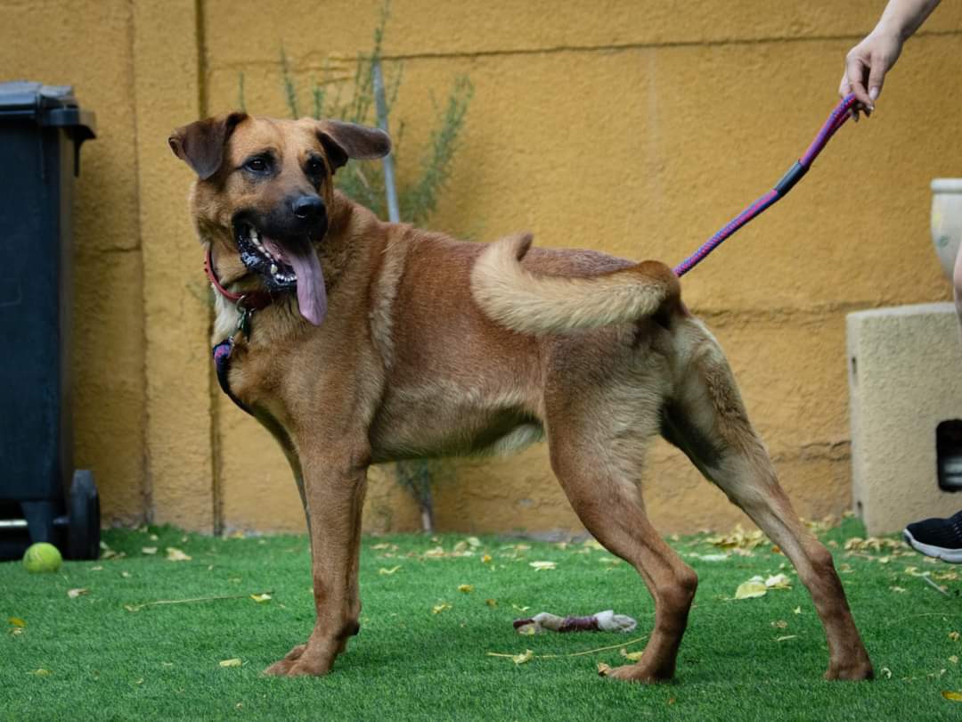 mariadanielayf's tweet photo. Amigos les cuento Que Tristán había sido adoptado pero lamentablemente no se adapta a la parcela donde vive y se arranca y está poniéndose en peligro el mismo. necesitamos reubicarlo por favor.él necesita más atención y estar todo el día acompañado
Wsp +56981560185 #ADOPTA #stgo https://t.co/W3DJcubG37