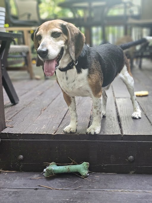 TriBeagles tweet media