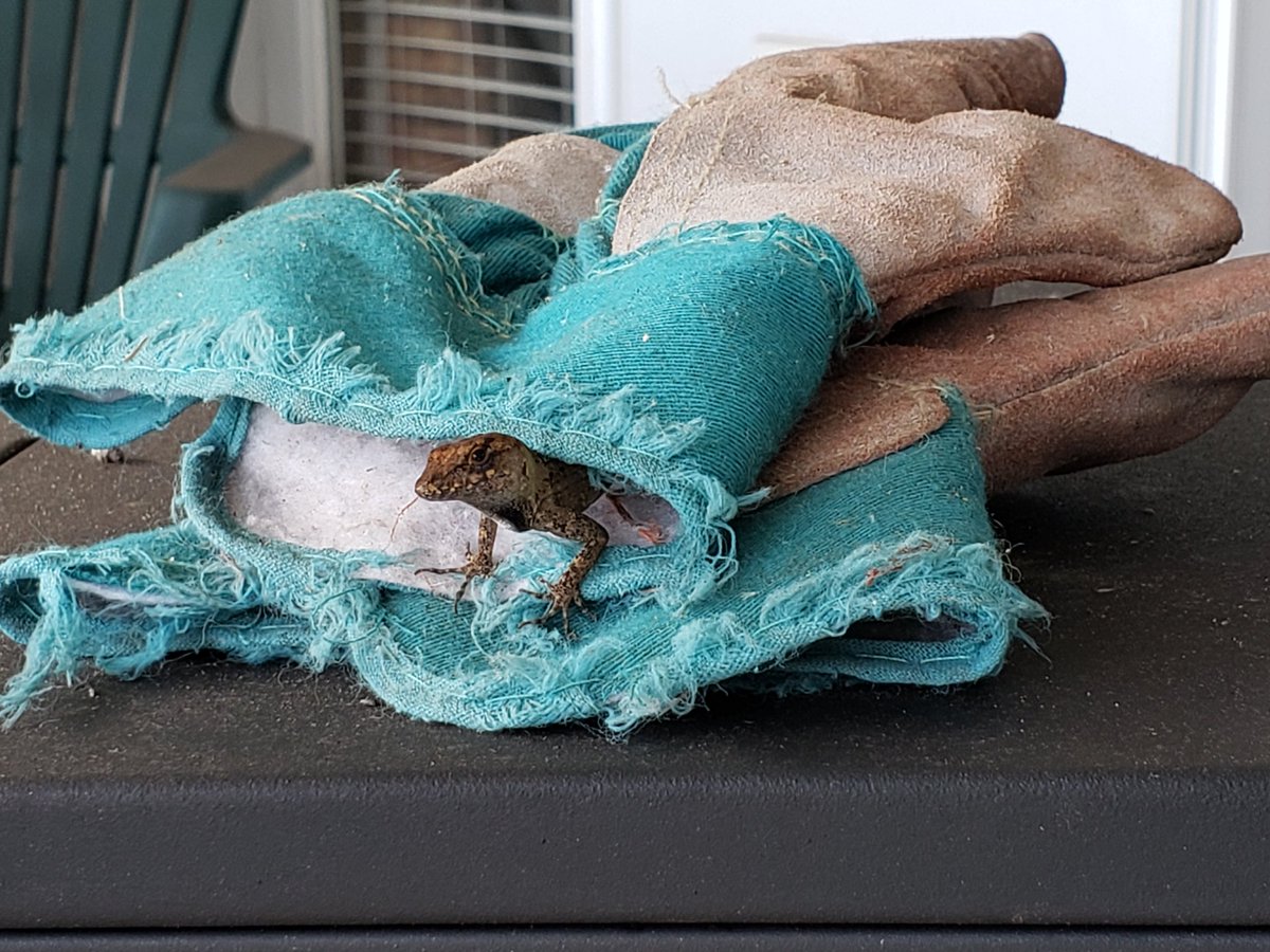 makeshiftthings's tweet image. Thinkin about Buddy the lizard who lived in my gardening gloves for a long time 🥹🥹🥹