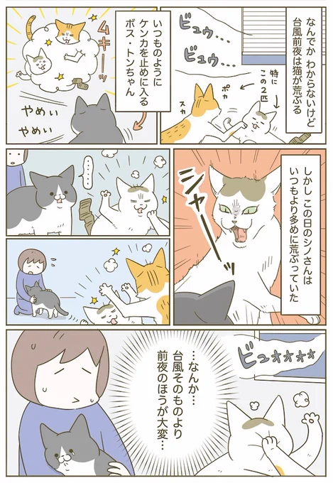 猫と台風 