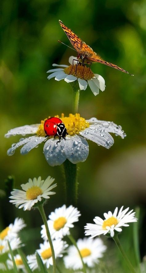 #nature is amazing , harmonious