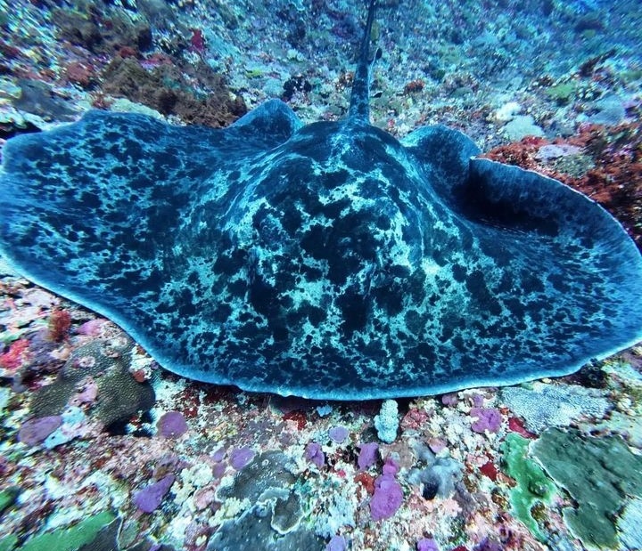 this marble ray i took with pak tatang reminds me off that one akira panel