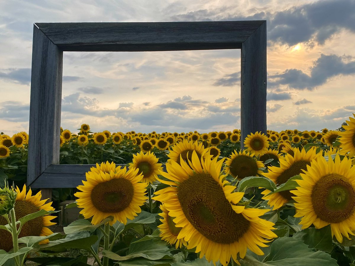 Season Opening Aug. 16th

Dixieorchards.com