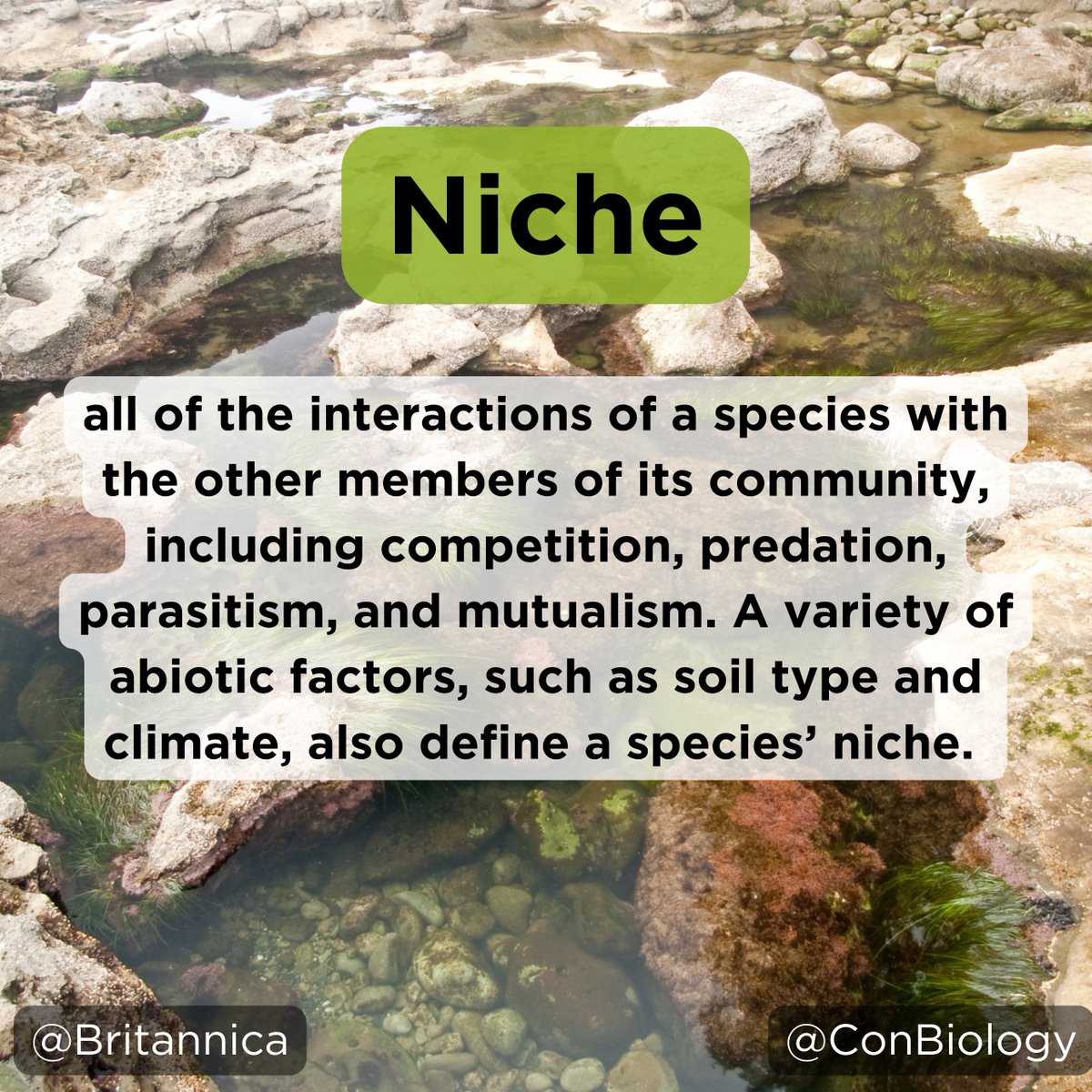 ConBiology's tweet photo. You've found your #Niche with #ConservationBiology, but what does the word Niche mean? ๐ฟ
#wordoftheweek #conservation #science #stem #stemwords https://t.co/dXvI8xiCNP