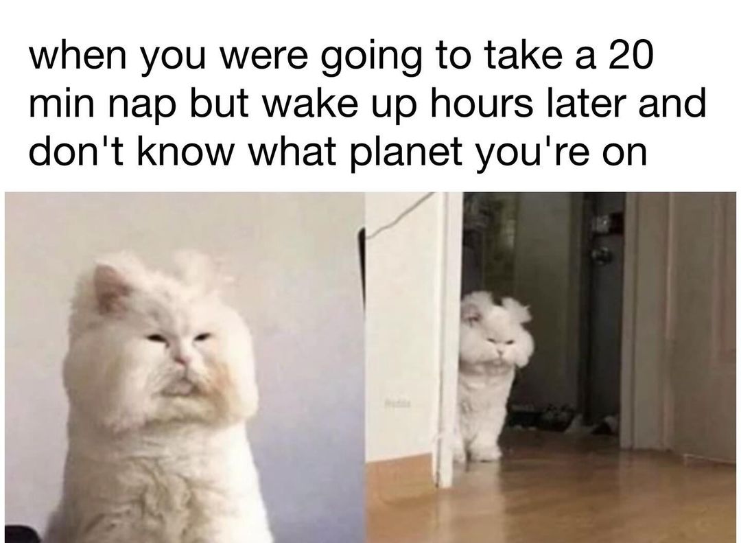 messy fur don't care