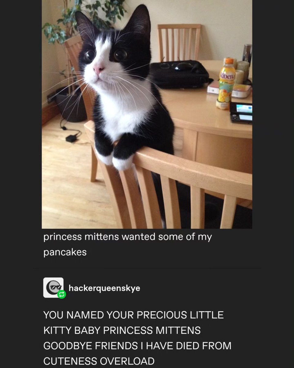 Catffeination (@catffeinedaily) on Twitter photo 