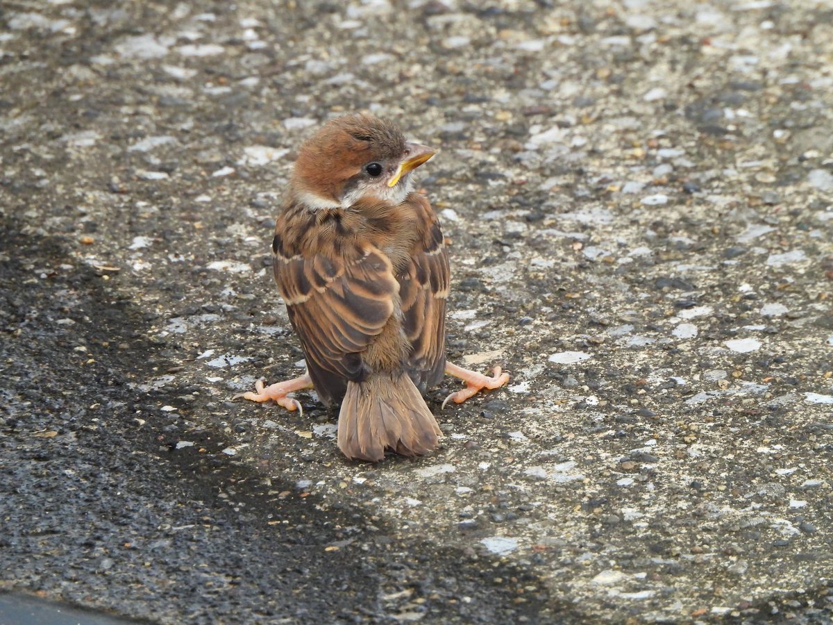 ALPAKA_WORK's tweet photo. しきりにスズメの成鳥が鳴いてる。
目の前をよく見たら通せんぼしてる幼鳥。
この子を呼んでいたのか。 https://t.co/FhPy7e1sCt