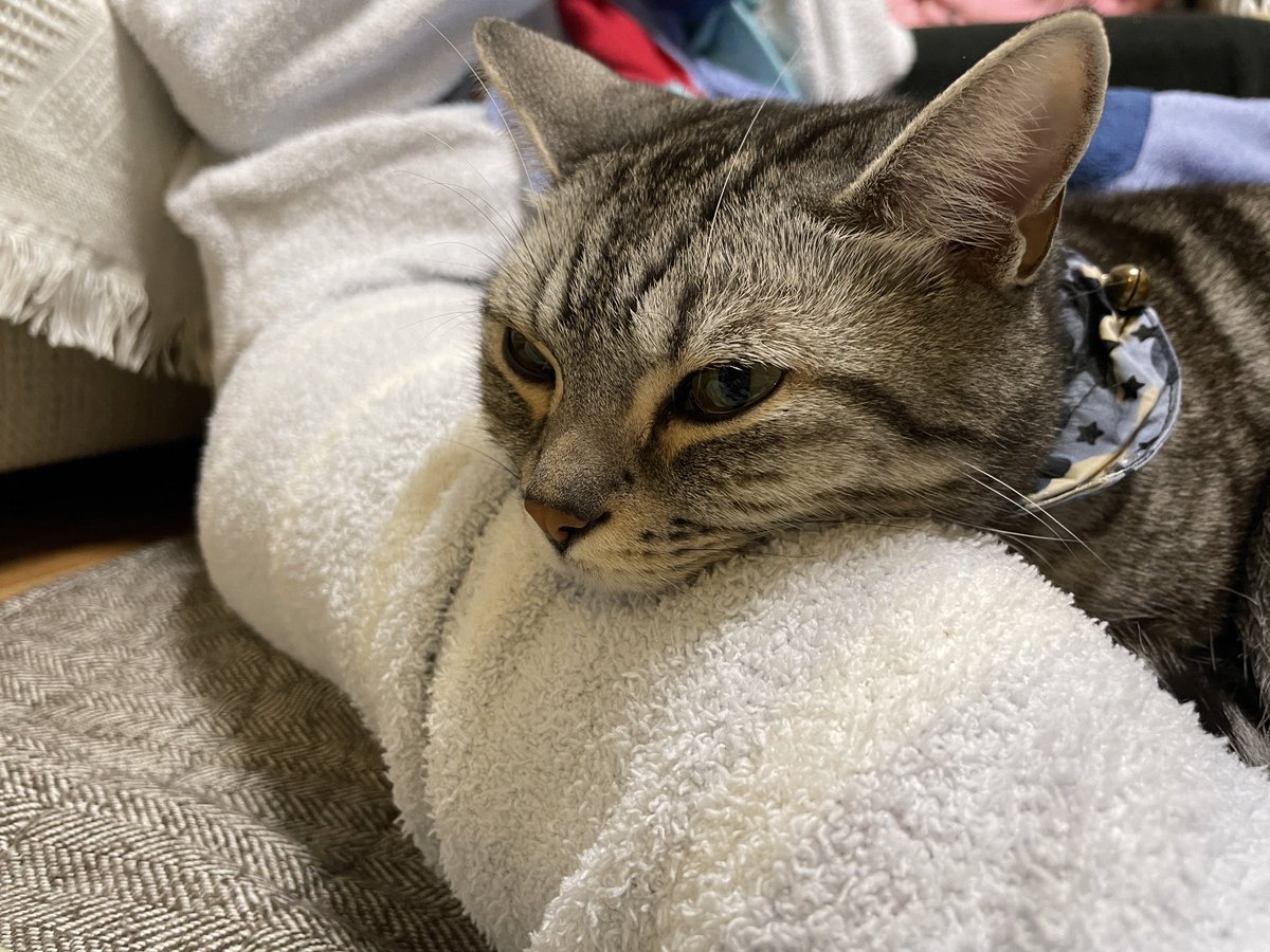 足にアゴのせて休憩中
#猫 #猫のいる暮らし #アメショ