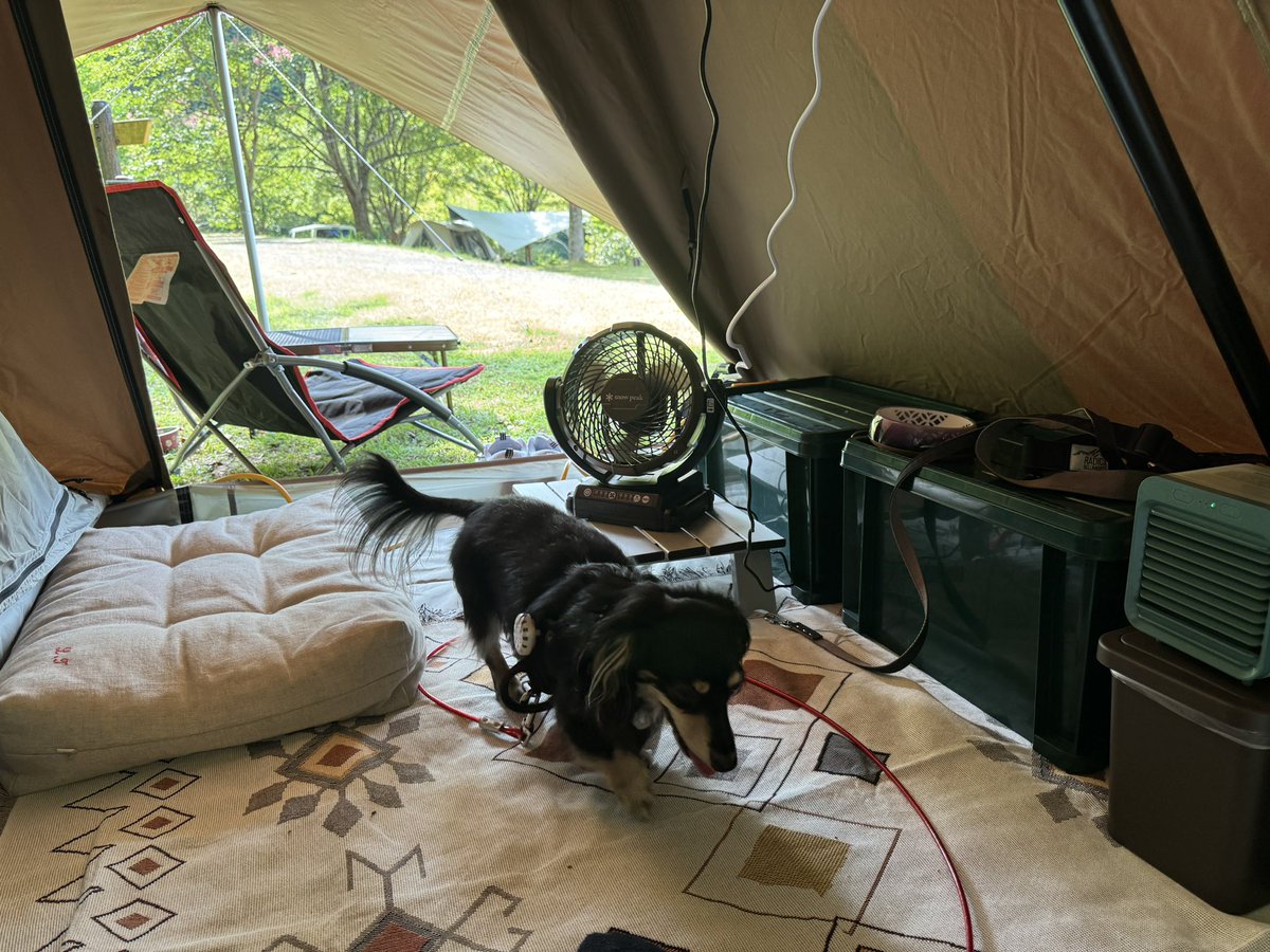 shibachibi55's tweet photo. キャンプ楽しかったよ🏕️ https://t.co/z464lroeXM