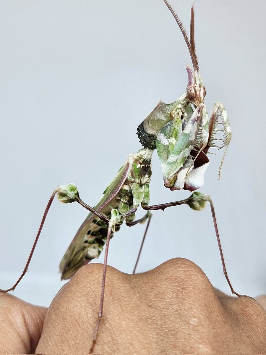 本当にカッケェ…カッコいい…カッコよすぎるにも程がある…(語彙力消失)