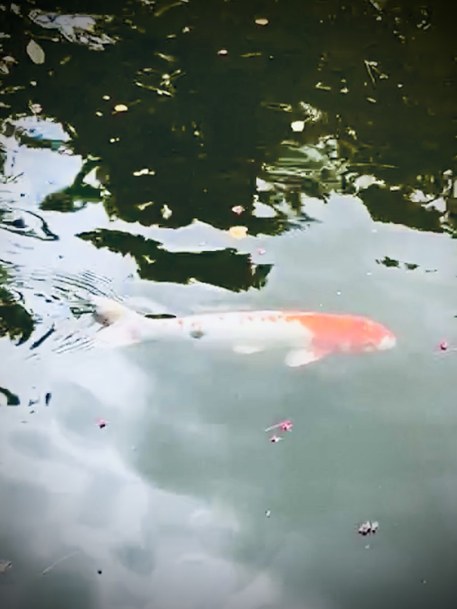 First fish of the meeting #IZFC2024