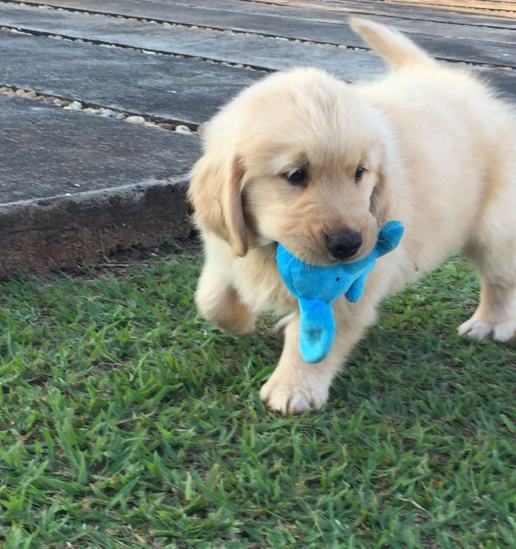 Doglover tweet media