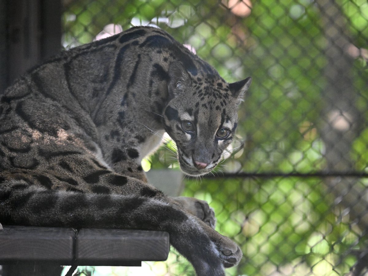 zooman_koichi's tweet image. 嵐の前の静けさ？
#ウンピョウ #ズーラシア #CloudedLeopard #ZOORASIA