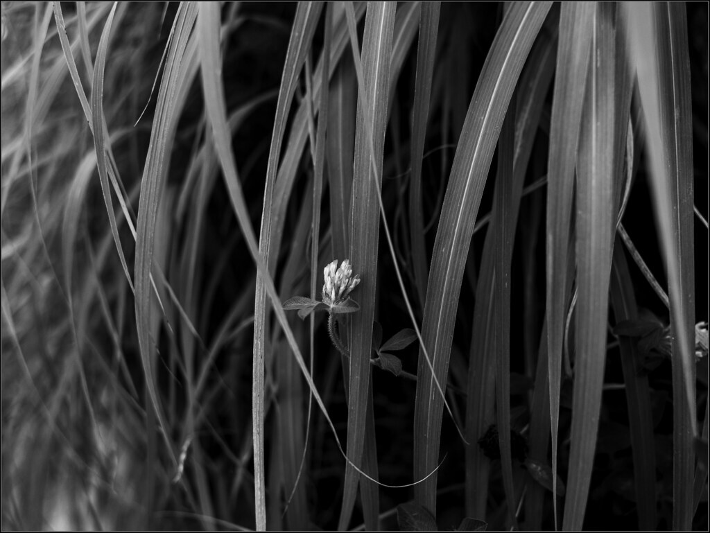 Quietly Bloom