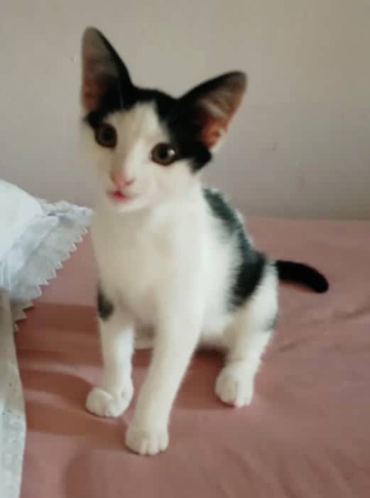 PerroUsuario's tweet photo. Hermoso gatito rescatado, en busca de su Karen, tiene 3 meses, es macho, come gatarina y verduras con hígado o pollo. Hace en su arenero, es juguetón y cazador de insectos. Caracas, dejar mensaje al WhatsApp 414-7356245, con seguimiento. #Difundimos https://t.co/QMAiyxJItH