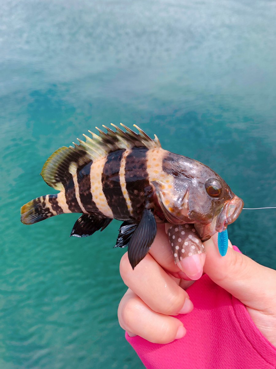 yuziddo1's tweet photo. この魚わかる方いらっしゃいますか？🥹
ハタ一覧見てるけど、同じのが見つからない… https://t.co/GhLd5SdaVM