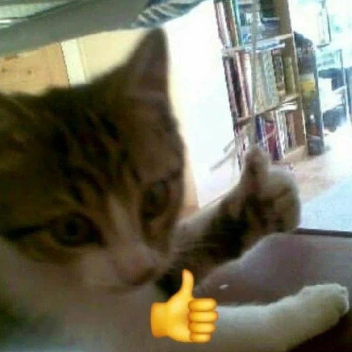 Punch Cat tweet media