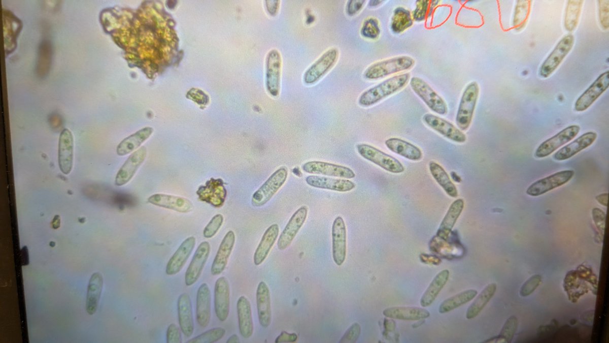 Gummy stem blight on butternut squash. The disease is not that common in North East Ohio, but with warmer weather, it might start showing up more.