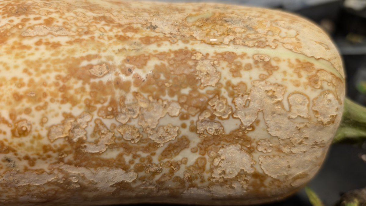 Francesca Rotondo tweet media