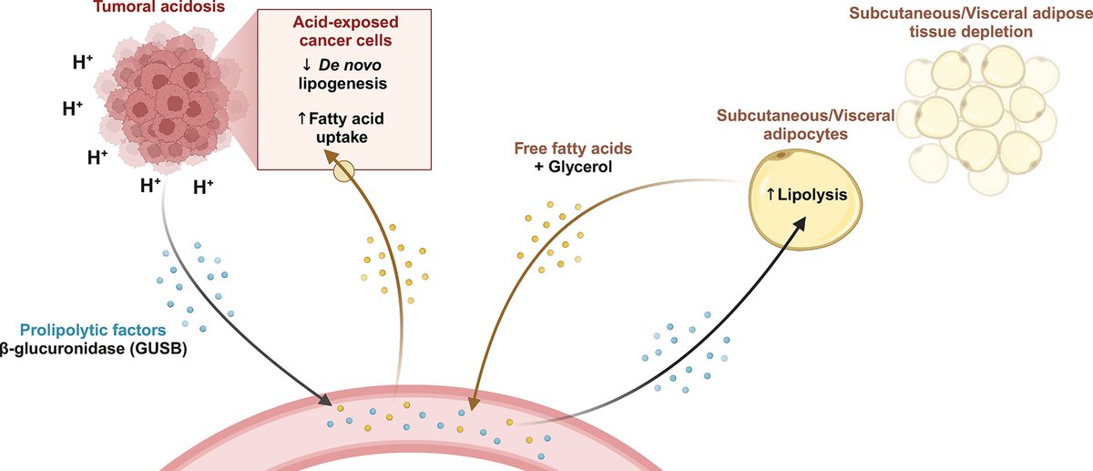 Tumoral acidosis induces #adipocyte lipolysis, contributing to #adiposetissue depletion in #cancer #cachexia. Targeting #acidosis may offer new cachexia treatments.

👩‍🔬👨‍🔬<a href="/Laure_Bindels/">Laure Bindels</a> @UCLouvain_be 
🔗sciencedirect.com/science/articl…