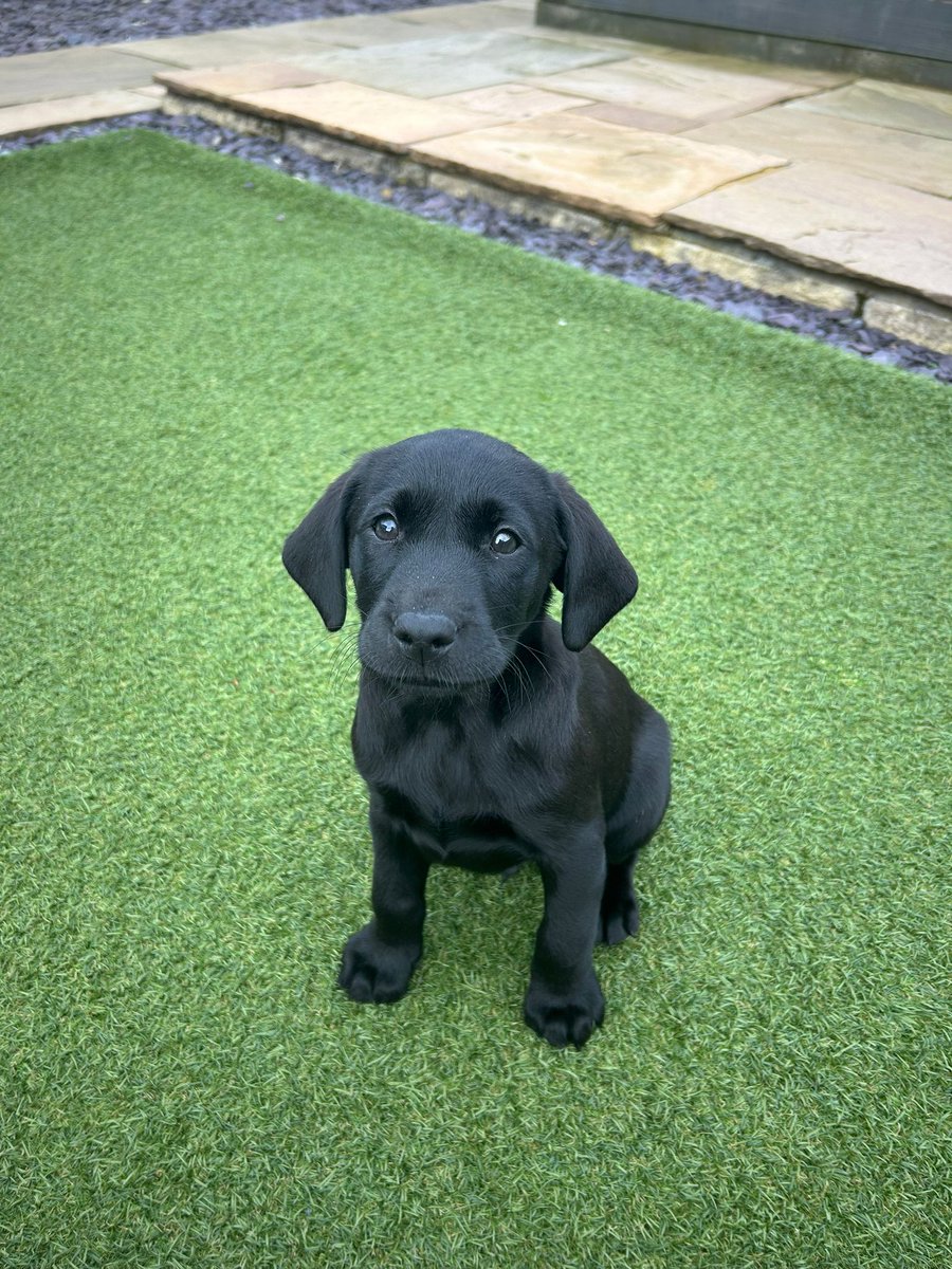EmmaHislop91's tweet photo. @comms2point0 Here's Cole the baby Labrador. We bought him home this week and he *IS* the celebrity in our house #CommsPets https://t.co/U1PAxprtFV