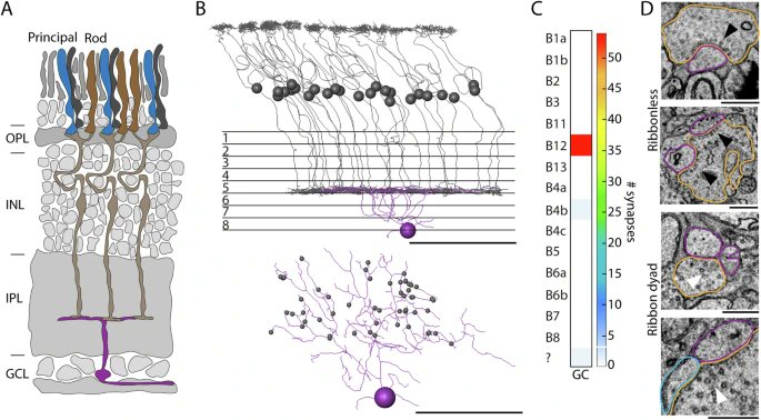 Congratulations to Anja Günther and her colleagues from the caesar Bonn! Together with scientists from our SFB, they found a "Species-specific circuitry of double cone photoreceptors in two avian retinas", published in Communications biology. nature.com/articles/s4200…