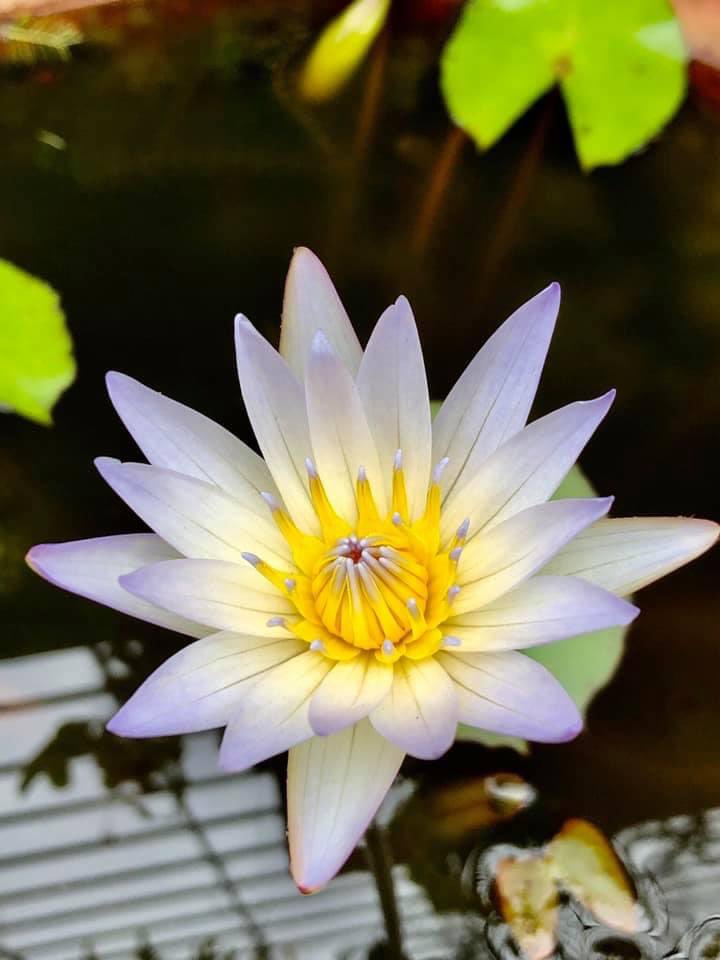 vrundavs's tweet image. "At dawn I asked the lotus,

'What is the meaning of life?'

Slowly she opened her hand

with nothing in it."  

-  Debra Woolard Bender

#WaterLilies #LifeIsOn

#vrupix
