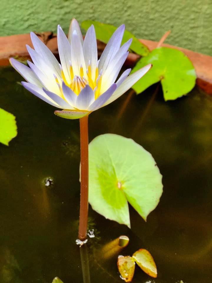 vrundavs's tweet image. "At dawn I asked the lotus,

'What is the meaning of life?'

Slowly she opened her hand

with nothing in it."  

-  Debra Woolard Bender

#WaterLilies #LifeIsOn

#vrupix