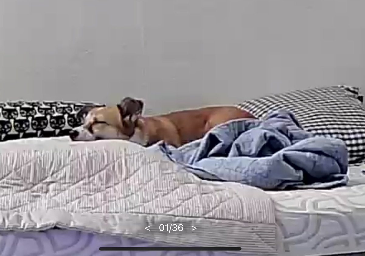 언니 알바하는 동안 에어컨 틀고 이불 뭉쳐서 야무지게 휴식&amp;주무시는 중.. ❤