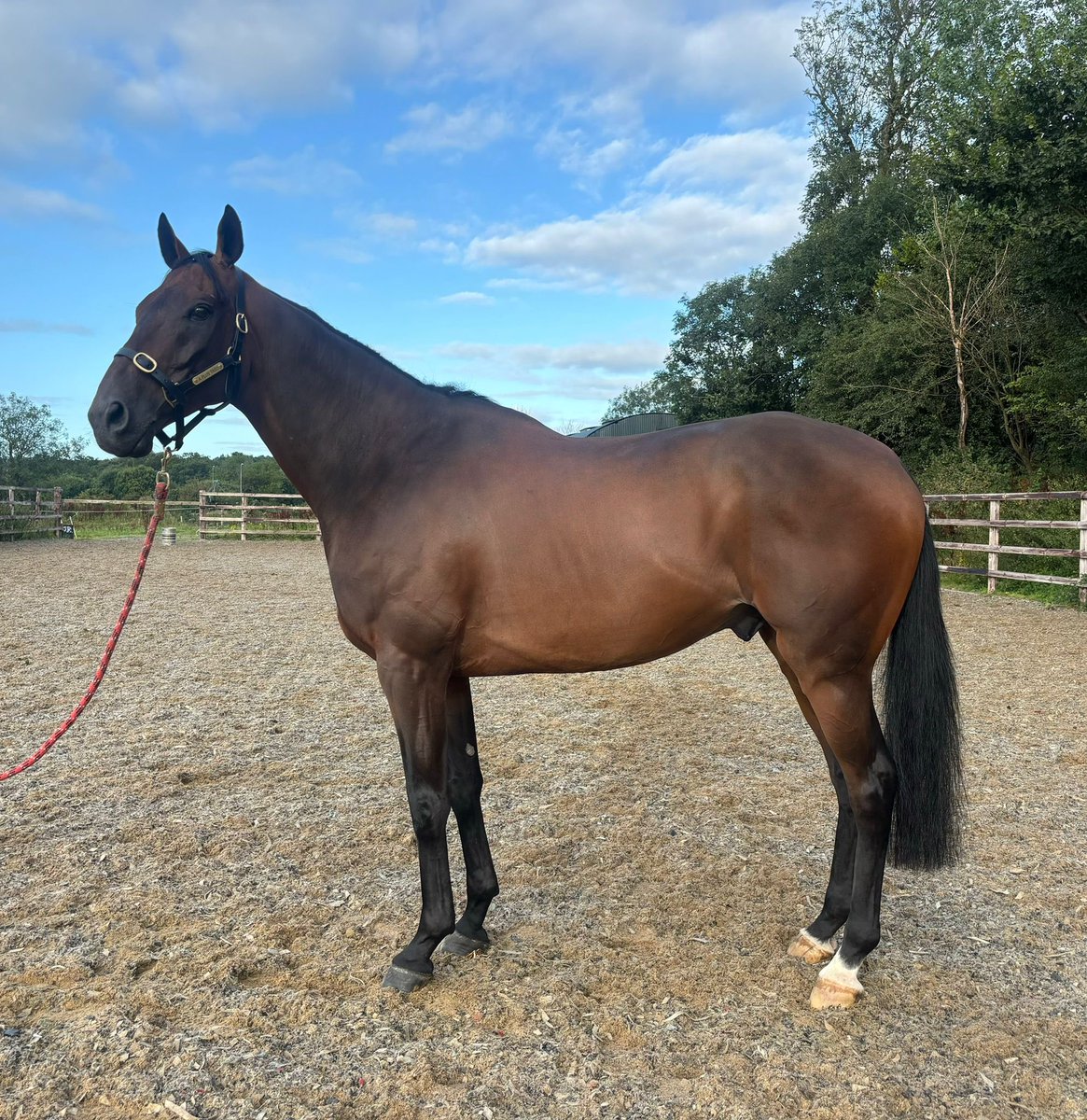 🍀Best of luck today to our <a href="/CheltenhamRaces/">CheltenhamRacecourse</a> Gold Cup winner APT 🏆<a href="/DublinHorseShow/">Dublin Horse Show</a>….ridden by our super flat work rider @emilykaterobinson and owned by <a href="/CPStudOfficial/">Cheveley Park Stud</a> #ROR