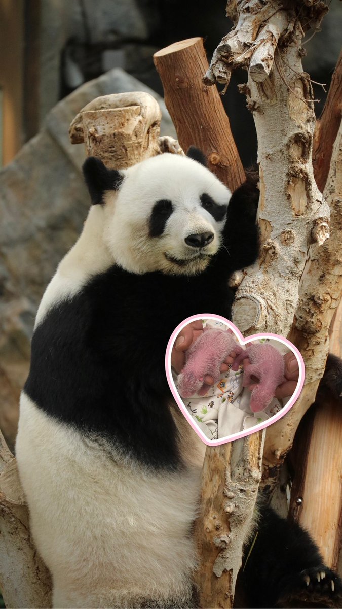 discoverhk's tweet photo. 🎉 Hong Kong welcomes the first pair of locally born panda twins 🐼👶🏻❤️ 
Giant panda Ying Ying gave birth to a pair of adorable panda cubs yesterday (15 Aug 24) — just before her 19th birthday! 🎊 Let’s congratulate her and Le Le (the twins’ dad)🥳! https://t.co/x2mXnGs9E8