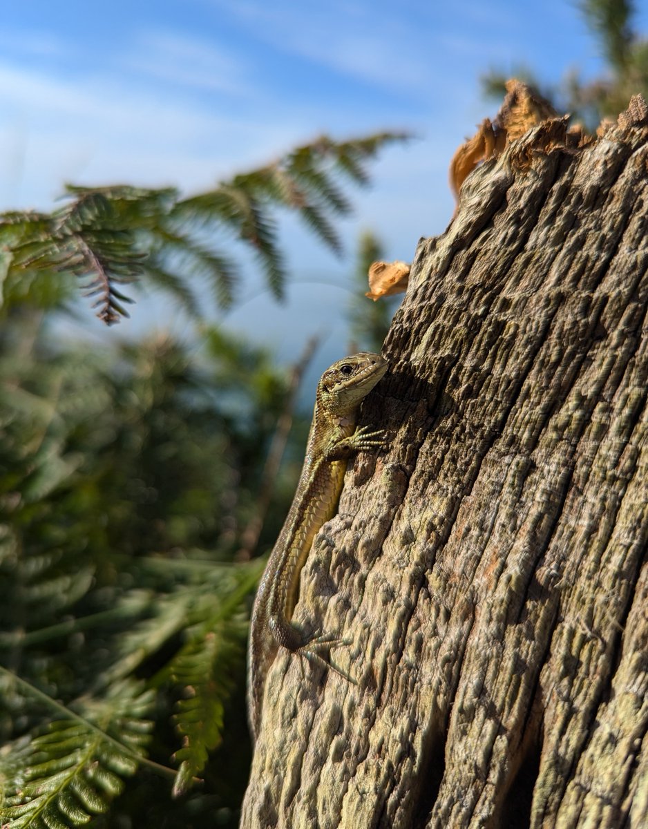 froglifers's tweet photo. High summer is a great time to keep an eye out for #reptiles bathing in the sun, like this #CommonLizard relaxing on a post in north Wales! π https://t.co/RwWFgP2oly