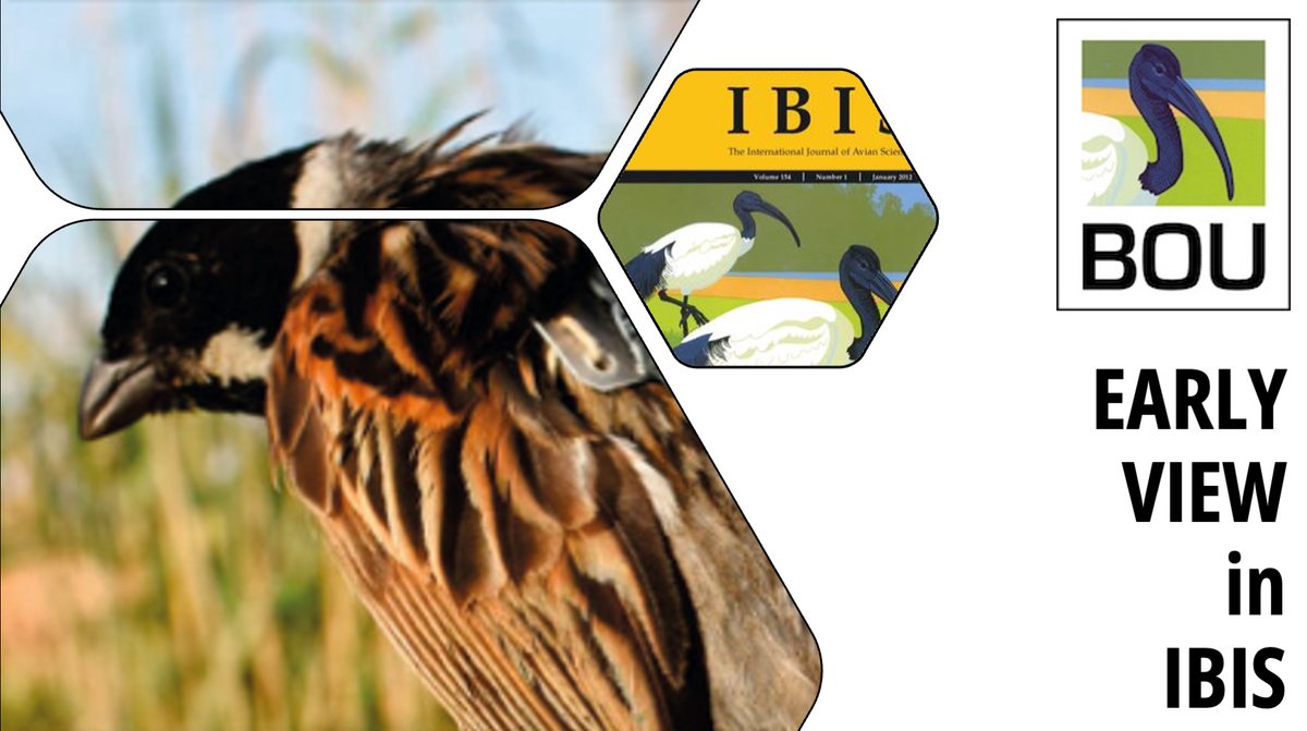 BOU 👩🏻🏫👨🏿🏫🧕🏽👳🏽♂️ 🌈 (@ibis_journal) on Twitter photo EARLY VIEW in <a href="/IBIS_journal/">BOU 👩🏻🏫👨🏿🏫🧕🏽👳🏽♂️ 🌈</a>
Conservation and management implications of the effects of wildfire on a threatened Eastern Iberian Reed Bunting (Emberiza schoeniclus witherbyi) population | onlinelibrary.wiley.com/doi/abs/10.111…
<a href="/IvanAlambiaga/">Iván Alambiaga</a> et al | #ornithology EARLY VIEW in <a href="/IBIS_journal/">BOU 👩🏻🏫👨🏿🏫🧕🏽👳🏽♂️ 🌈</a>
Conservation and management implications of the effects of wildfire on a threatened Eastern Iberian Reed Bunting (Emberiza schoeniclus witherbyi) population | onlinelibrary.wiley.com/doi/abs/10.111…
<a href="/IvanAlambiaga/">Iván Alambiaga</a> et al | #ornithology