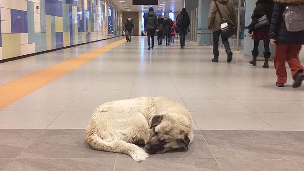 Başıboş sokak köpeğinin ısırdığı İrlandalı turist İBB'ye dava açtı.

İrlandalı turist Samuel Grzywna, tatil amacıyla bulunduğu İstanbul'da, 19 Nisan 2023'te Yenikapı Metro İstasyonu'nda sahipsiz köpek tarafından ısırıldı.

Durumun bildirilmesi üzerine olay yerine gelen sağlık