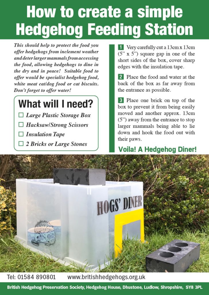 Did you know...?
Wild #hedgehogs mostly eatn insects &amp; grubs? So a log-pile or wild area in the garden really helps hungry 'hogs by attracting their natural food!
🪲🍂🐛
You can also offer supplementary meaty cat/dog food or cat biscuits &amp; fresh water!
🦔
buff.ly/441Huwd