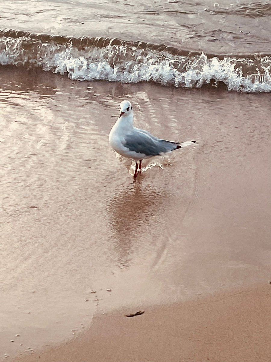 marta07771923's tweet photo. 'Morze - otwarte dla wszystkich
i nie dochowujące
wierności nikomu.'
/J. Conrad, Zwierciadło morza/
#dlugiWeekend 🏖🏖🏖 https://t.co/nAXR2I8ZHX