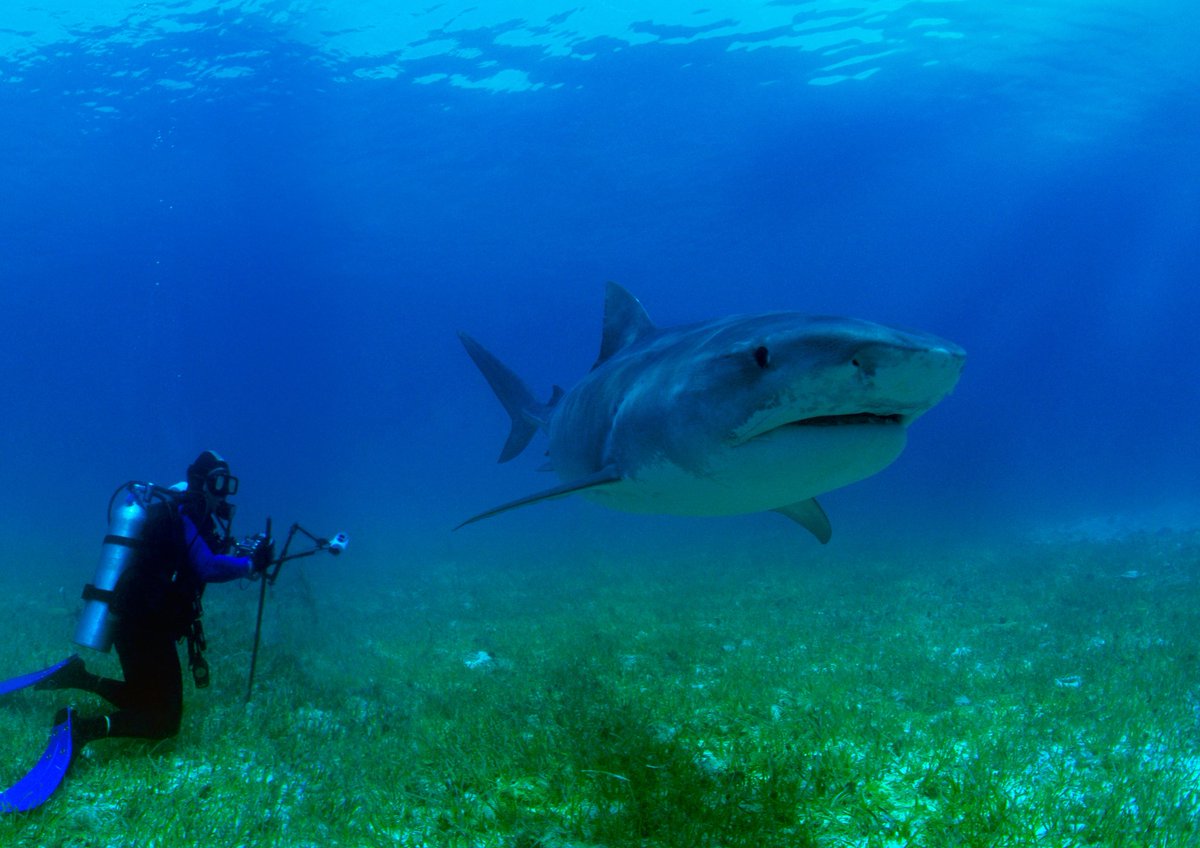 ipbes (@ipbes) on Twitter photo According to researchers, the biggest #shark species, such as tiger sharks and great whites, play an oversized role in maintaining a healthy #ocean but they are often the most affected by fishing.🦈🦈
Read more in <a href="/ScienceMagazine/">Science Magazine</a> ⬇️
science.org/doi/10.1126/sc… According to researchers, the biggest #shark species, such as tiger sharks and great whites, play an oversized role in maintaining a healthy #ocean but they are often the most affected by fishing.🦈🦈
Read more in <a href="/ScienceMagazine/">Science Magazine</a> ⬇️
science.org/doi/10.1126/sc…