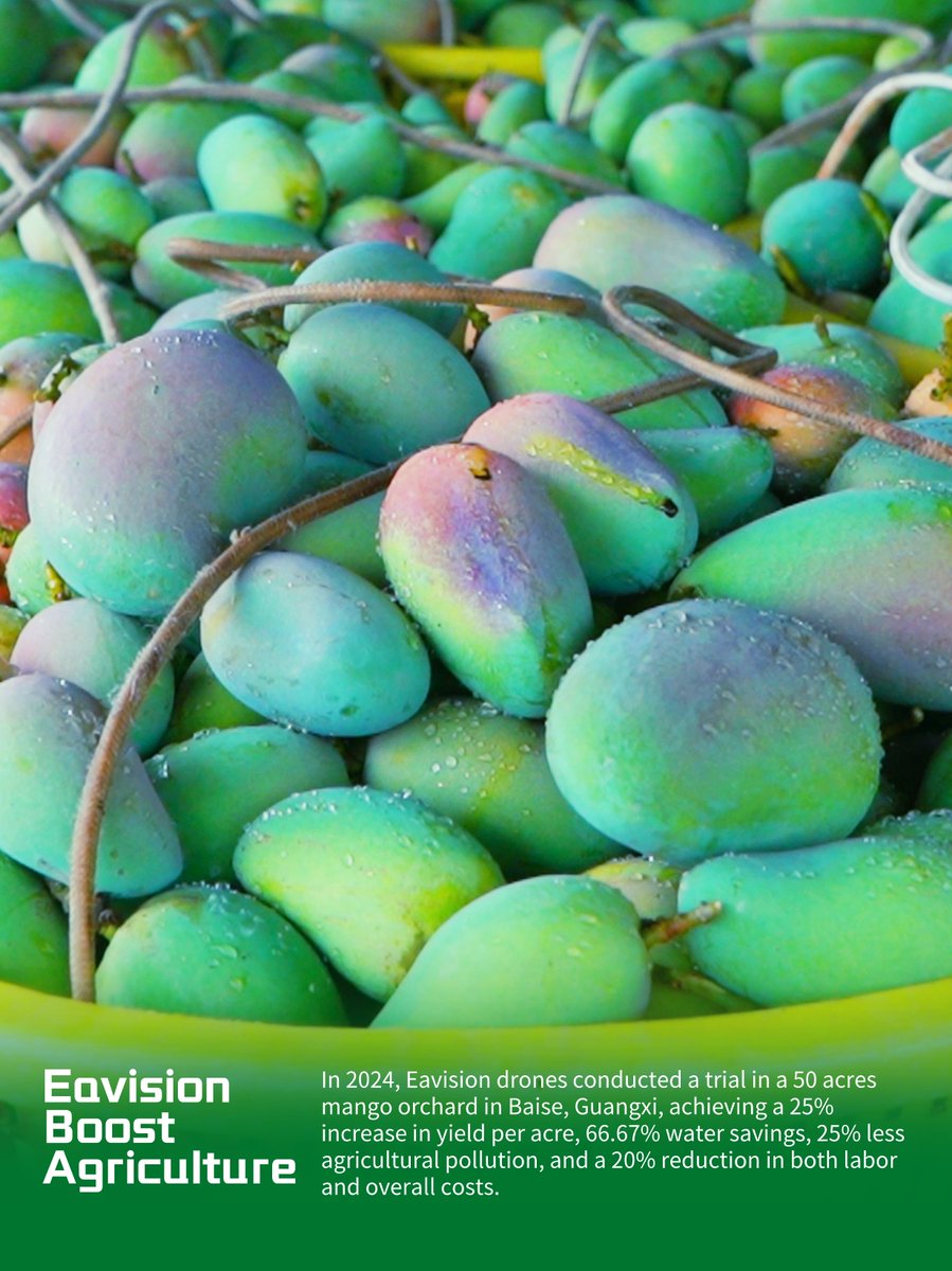 eavisionag's tweet image. In 2024, Eavision drones conducted a trial in a 50 acres mango orchard in Baise, Guangxi, achieving a 25% increase in yield per acre, 66.67% water savings, 25% less agricultural pollution, and a 20% reduction in both labor and overall costs

#mangofarm #framing #dronelife