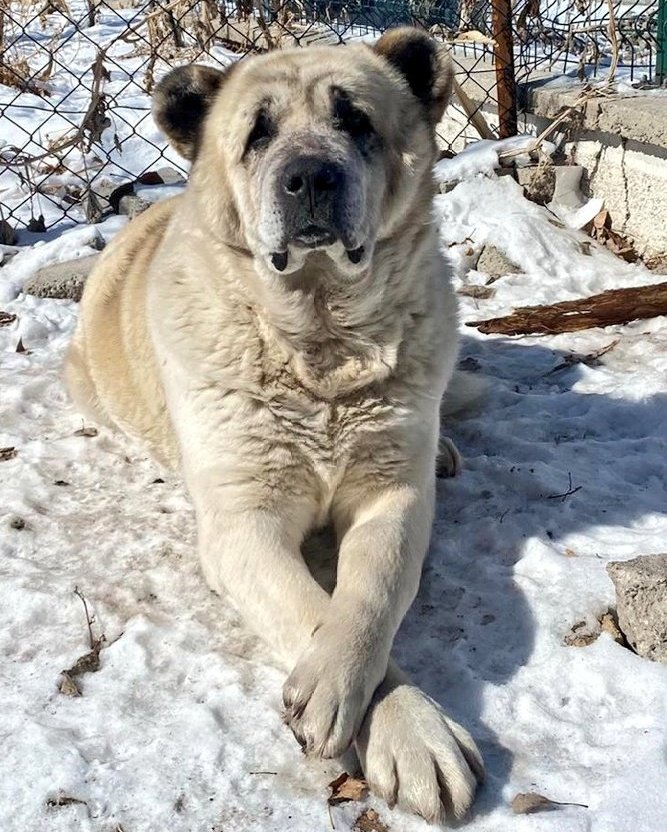 İyilik demek kimseye kötülüğü dokunmamak değil, kötülük yapacak cevheri içinde taşımamak demektir."

 İçimizdeki Şeytan- Sabahattin Ali