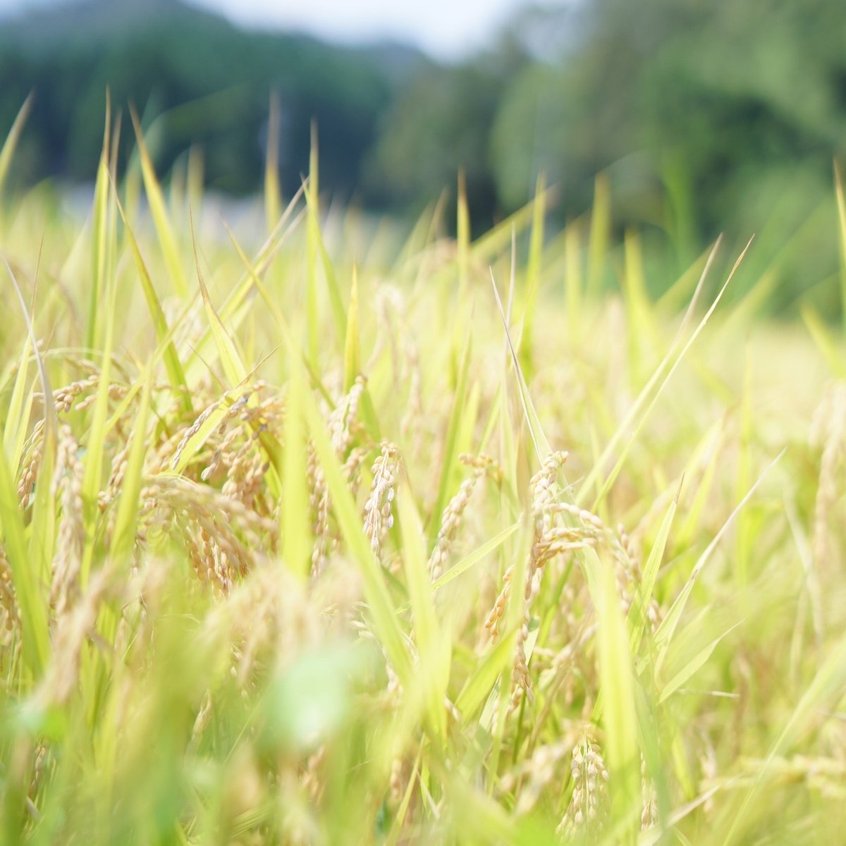 高知県の美味しいお米🌾無名シルク※シルク米の予約販売スタート※ tweet media