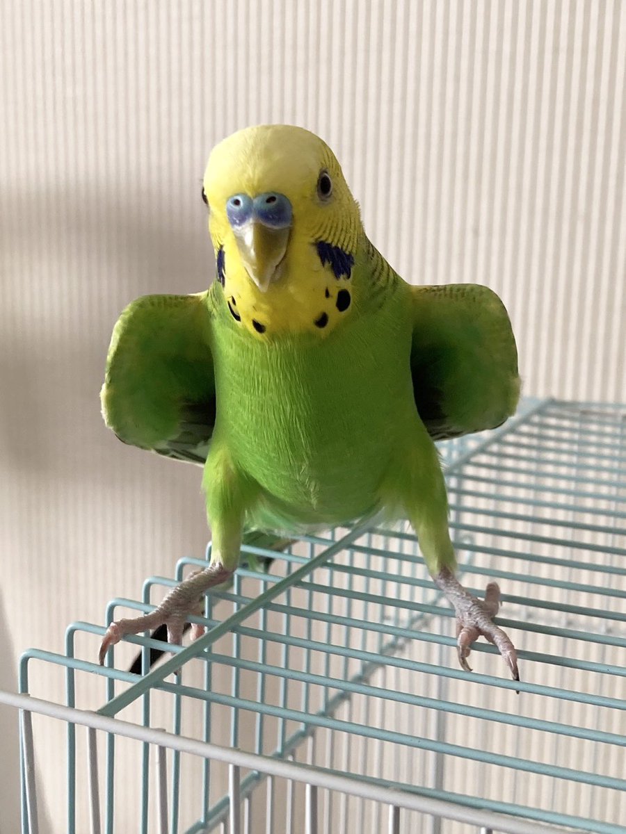 lemon826714's tweet photo. 保護16日目、放鳥時間を午前と午後1時間ずつで、2回にしました✨️
人間の所には来ませんが、たくさん飛んで元気いっぱいです☺️
飼い主さん見つかりますように🙏🏻
 #保護鳥 #迷子鳥 #越谷  #迷いインコ https://t.co/Q4fjlFrf8M