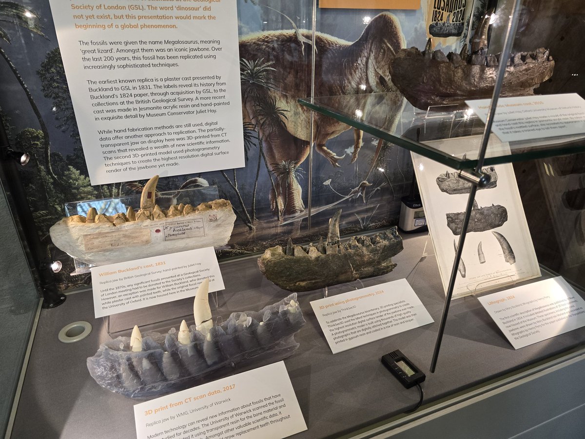 ThinkSee3D (@thinksee3d) on Twitter photo Love this display about replicas of dino bone #1 (#Megalosaurus dentary) by <a href="/Dr_EmmaNicholls/">Dr Emma Louise Nicholls</a> <a href="/morethanadodo/">Oxford University Museum of Natural History</a>, Oxford University Museum of Natural History, featuring in the centre a TS3D replica (from a scan earlier this year) & a copy of William Buckland's own copy (in plaster). Love this display about replicas of dino bone #1 (#Megalosaurus dentary) by <a href="/Dr_EmmaNicholls/">Dr Emma Louise Nicholls</a> <a href="/morethanadodo/">Oxford University Museum of Natural History</a>, Oxford University Museum of Natural History, featuring in the centre a TS3D replica (from a scan earlier this year) & a copy of William Buckland's own copy (in plaster).