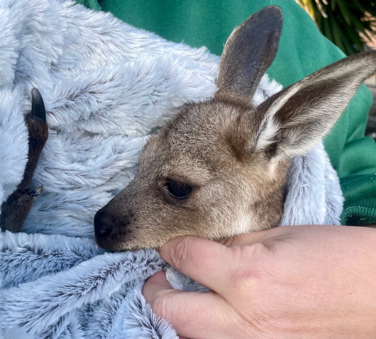 sparkysaclass's tweet image. 🚨🚨Cuteness alert 🚨🚨
The other day we met this little guy (Charlie) whilst dropping off a few items for their upcoming charity raffle. Definitely the highlight of my day. Barossa Wildlife Rescue receive no funding so any support is greatly appreciated. Happy to get behind t...