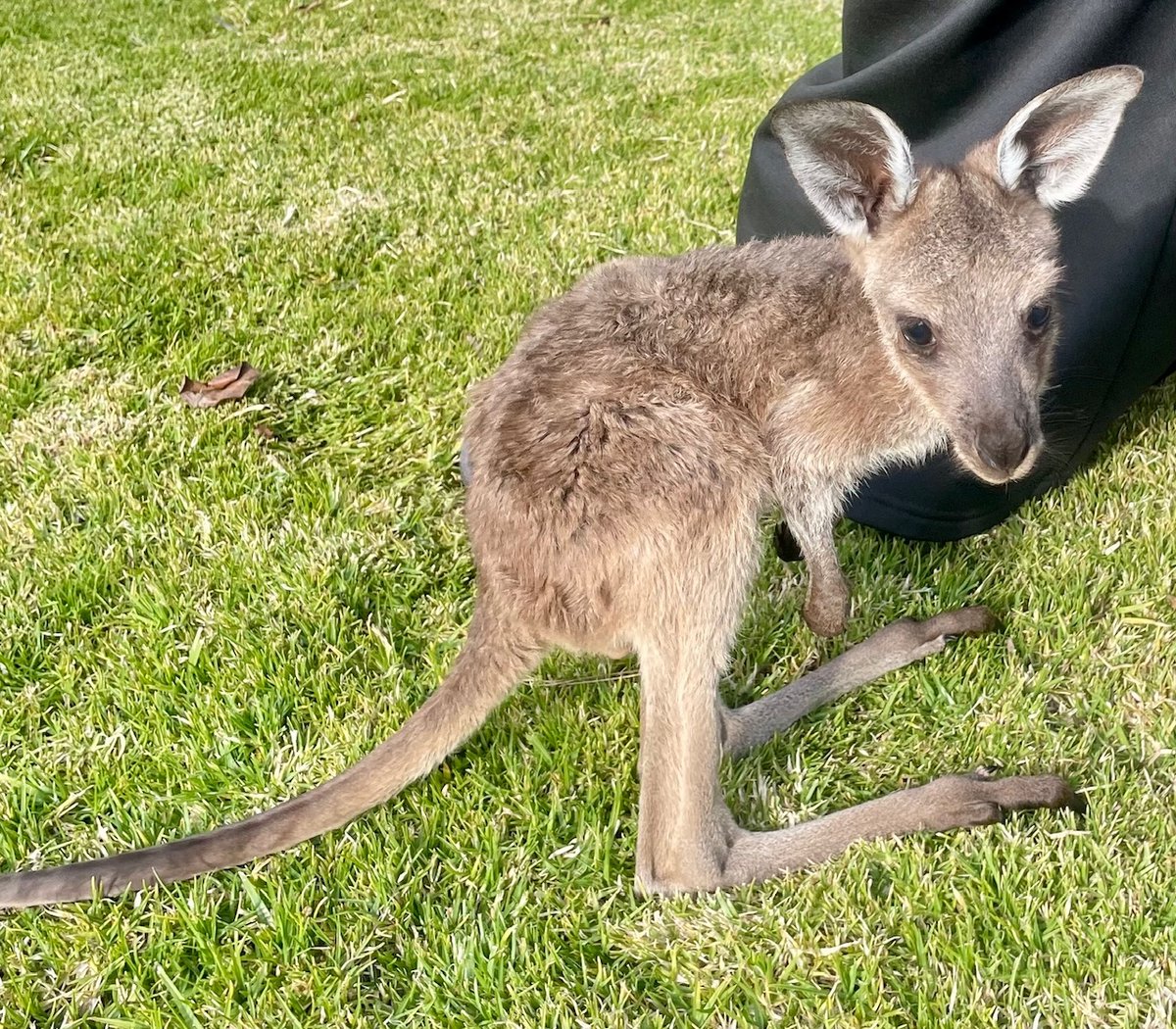 sparkysaclass's tweet image. 🚨🚨Cuteness alert 🚨🚨
The other day we met this little guy (Charlie) whilst dropping off a few items for their upcoming charity raffle. Definitely the highlight of my day. Barossa Wildlife Rescue receive no funding so any support is greatly appreciated. Happy to get behind t...